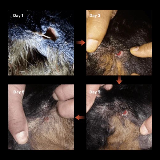 Antimicrobial Skin Care & Wound Spray for Dogs 500ml 皮膚修護抗菌噴霧 (狗狗專用配方) 500ml - Image 4
